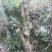 白花檵木桩已移栽成活米径10～35cm造型特好，中，一般