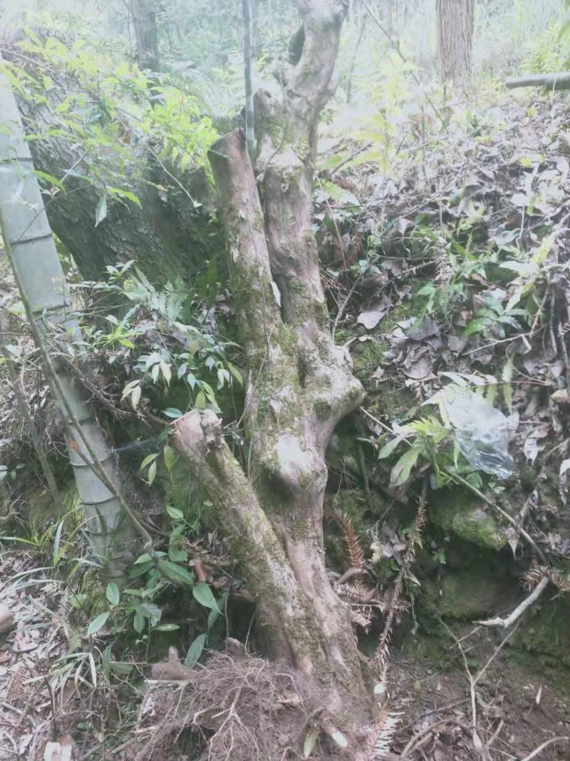 白花檵木桩已移栽成活米径10～35cm造型特好，中，一般
