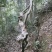 白花檵木桩已移栽成活米径10～35cm造型特好，中，一般