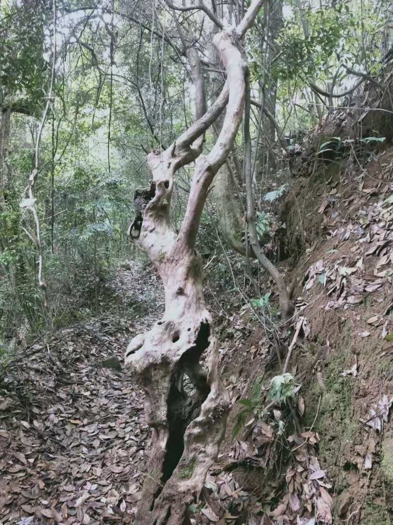 白花檵木桩已移栽成活米径10～35cm造型特好，中，一般