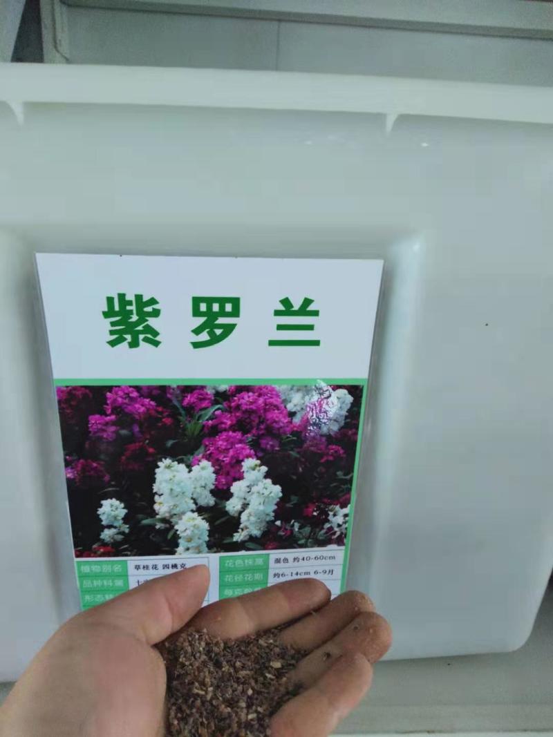 紫罗兰种子耐寒多年生阳台庭院园艺景观花海种植花卉种子