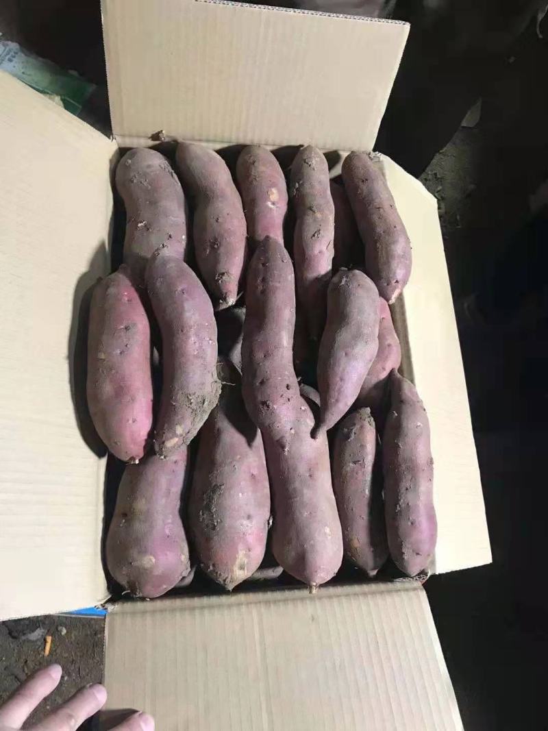 【牛商】精品红薯，辽宁锦州，凌海早丰地瓜，大量上市！