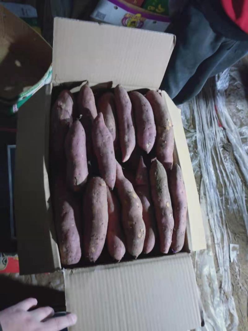 【牛商】精品红薯，辽宁锦州，凌海早丰地瓜，大量上市！