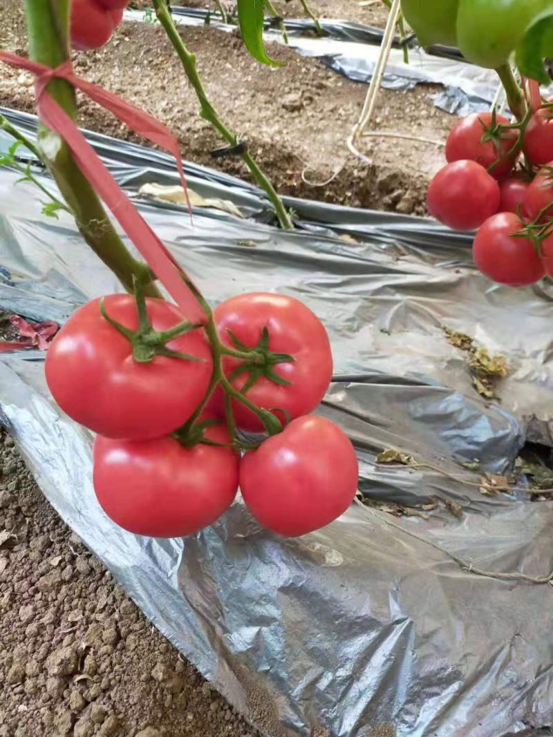 【精品】辽宁锦州，凌海西红柿，大量上市，欢迎选购！