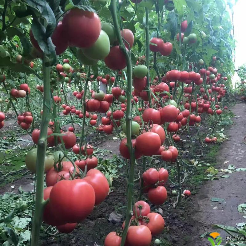 西红柿苗番茄苗山东潍坊寿光耐寒耐热抗病抗裂高产大果小番茄