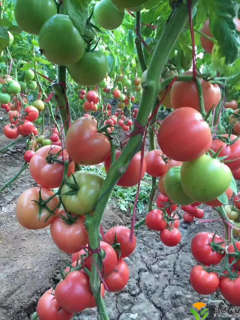 西红柿苗番茄苗山东潍坊寿光耐寒耐热抗病抗裂高产大果小番茄