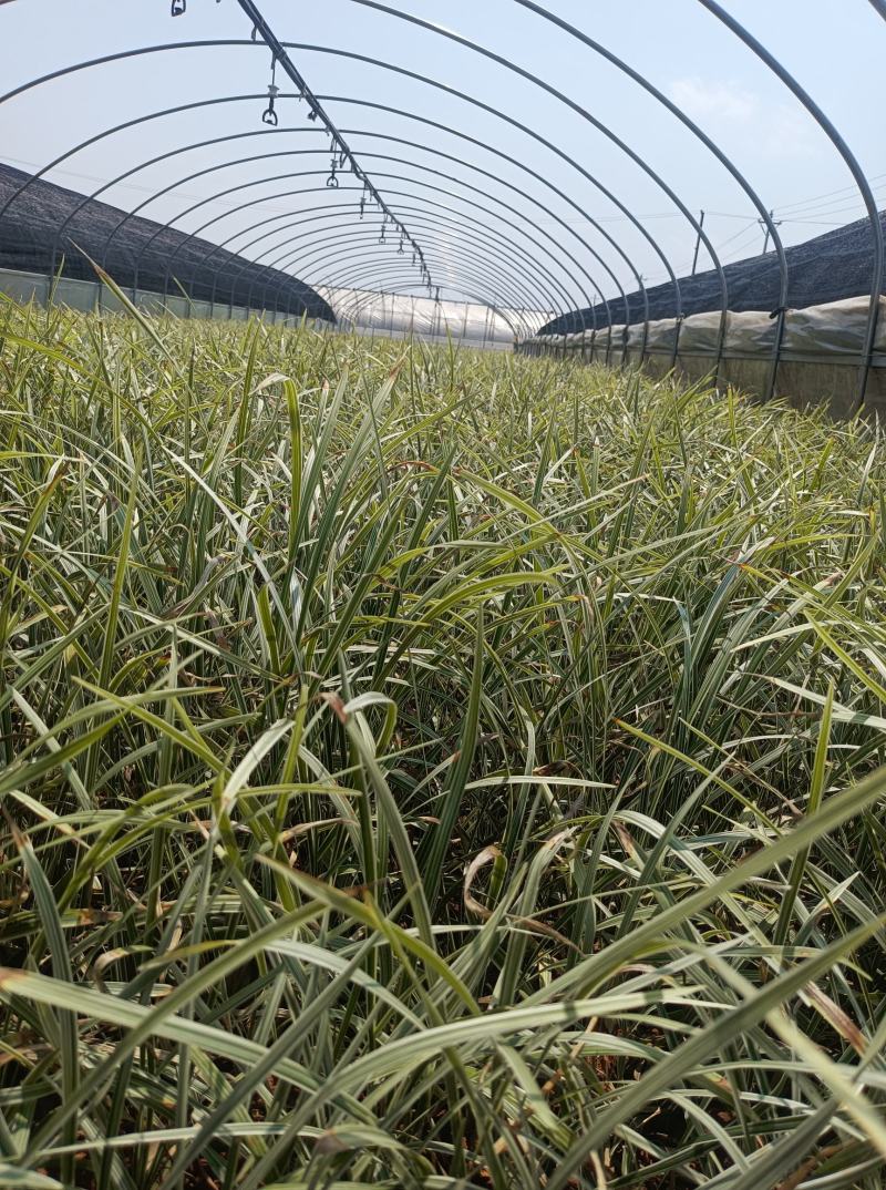 银边草银边草地被银边草盆景基地直供各种规格