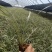 银边草银边草地被银边草盆景基地直供各种规格