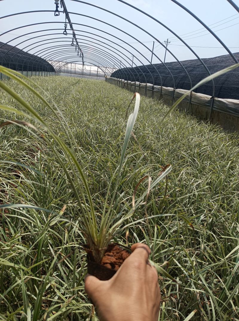 银边草银边草地被银边草盆景基地直供各种规格