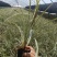 银边草银边草地被银边草盆景基地直供各种规格