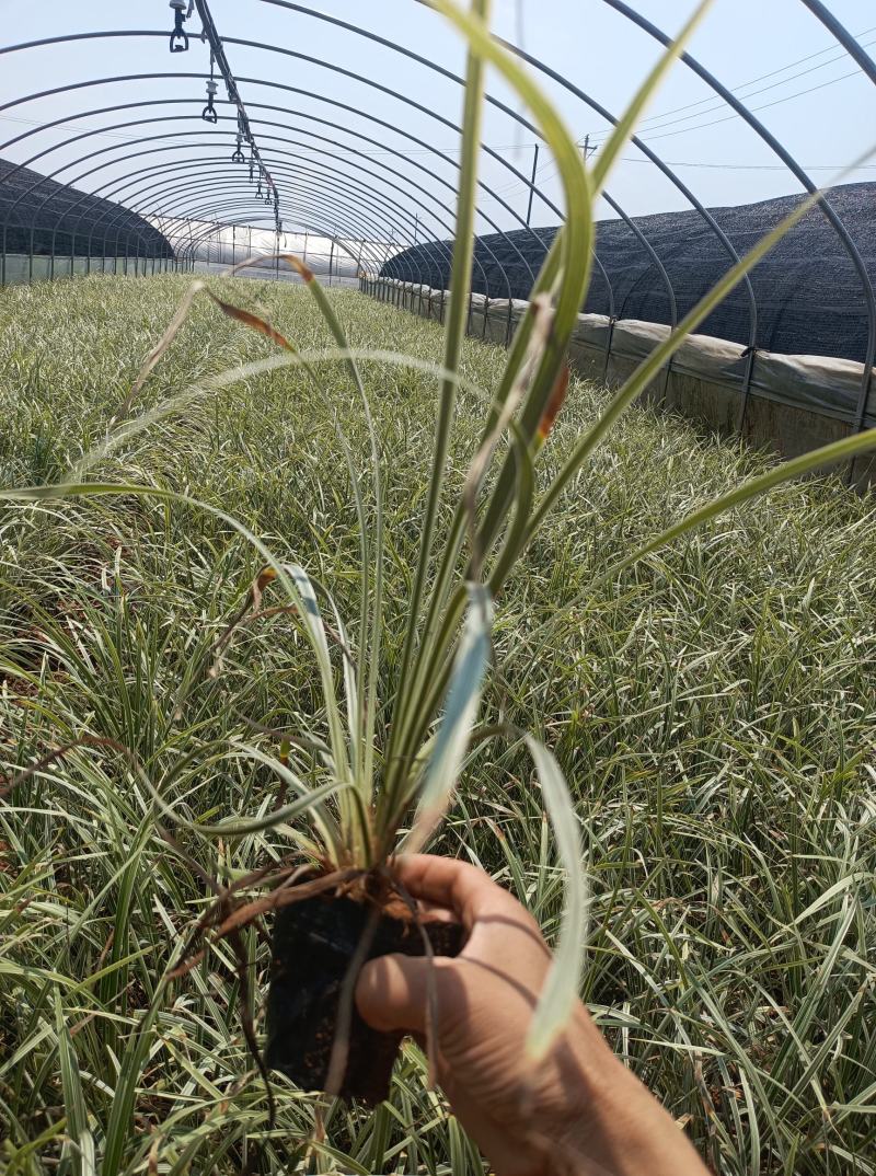银边草银边草地被银边草盆景基地直供各种规格