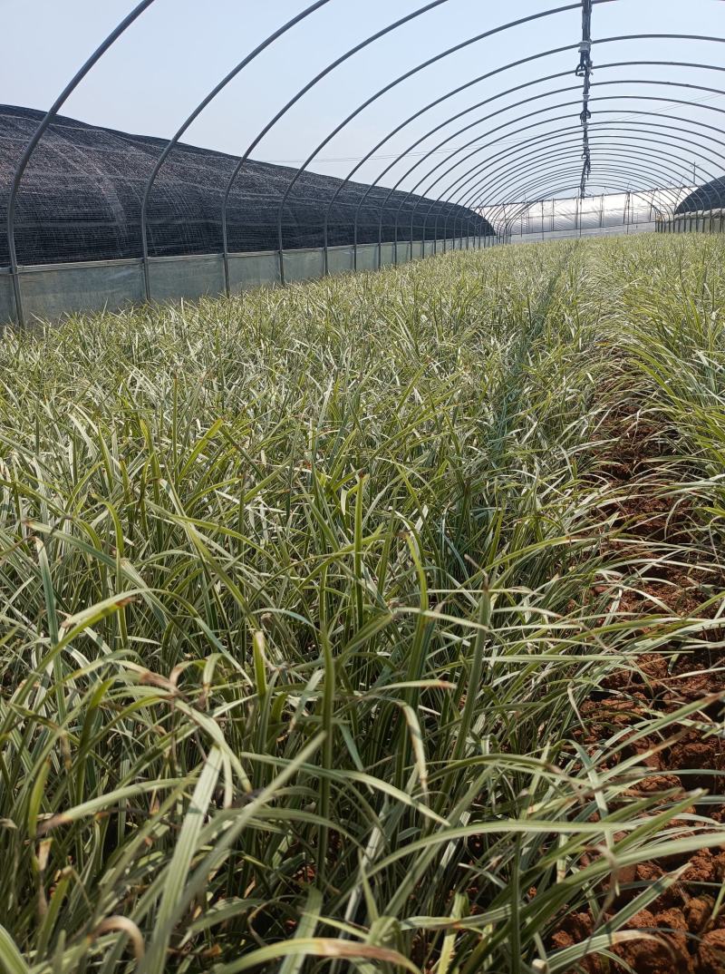 银边草银边草地被银边草盆景基地直供各种规格