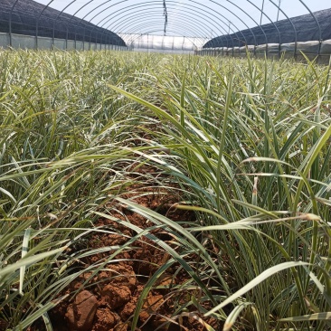 银边草银边草地被银边草盆景基地直供各种规格