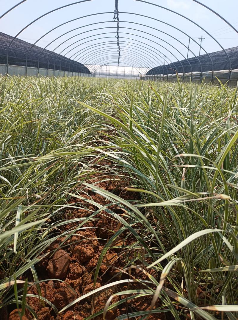银边草银边草地被银边草盆景基地直供各种规格