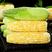 金银水果玉米2/9斤新鲜生吃甜玉米棒子粒粘糯黏苞谷米蔬菜