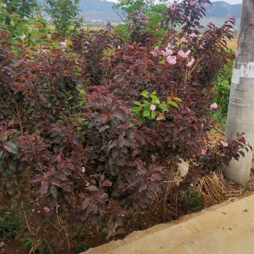 云南樱花苗日本樱花品种保证，成活率高