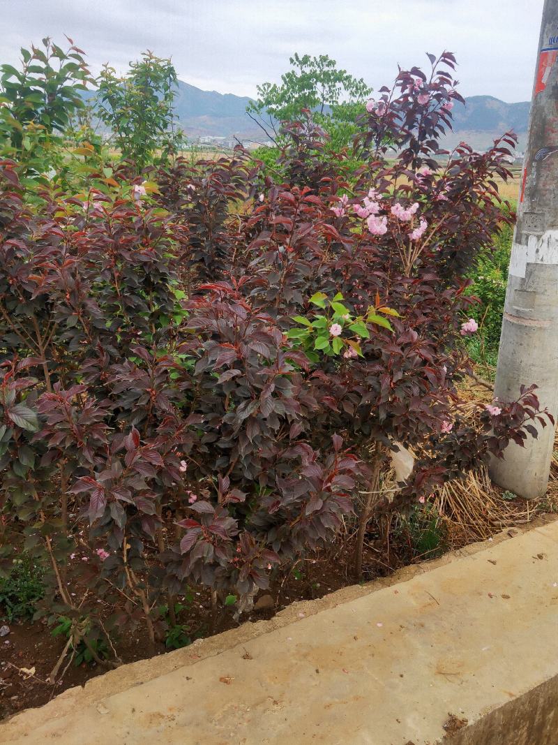 云南樱花苗日本樱花品种保证，成活率高
