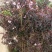 云南樱花苗日本樱花品种保证，成活率高