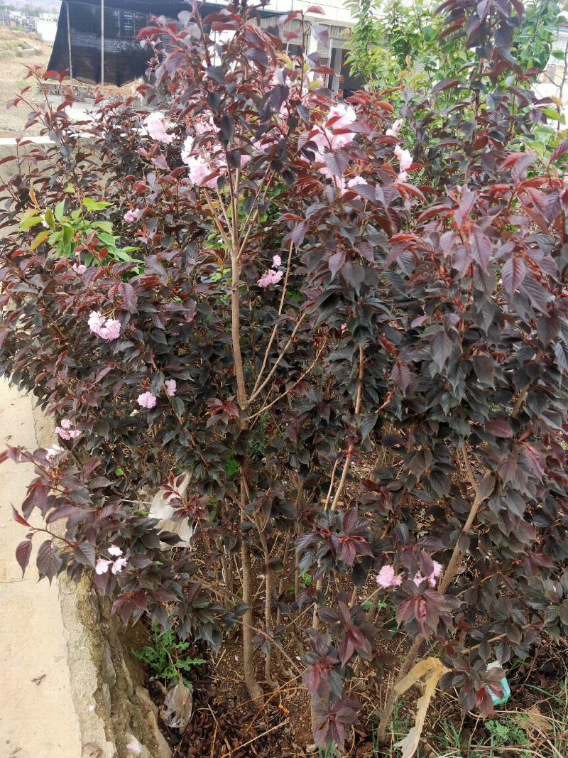 云南樱花苗日本樱花品种保证，成活率高