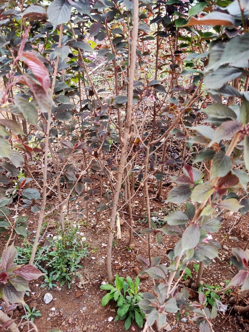 云南樱花苗日本樱花品种保证，成活率高