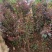 云南樱花苗日本樱花品种保证，成活率高