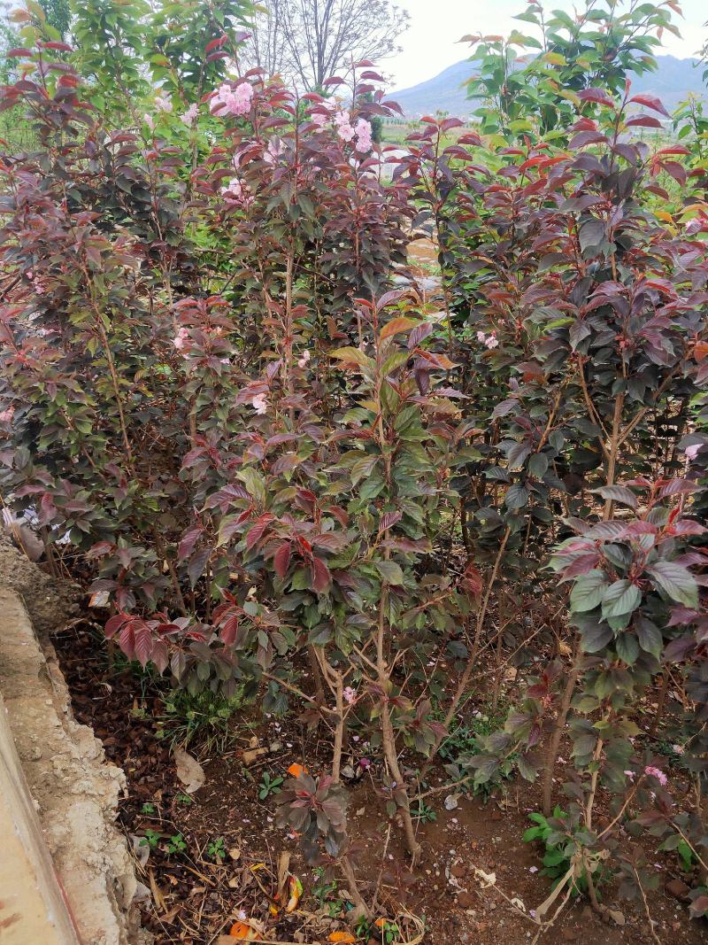 云南樱花苗日本樱花品种保证，成活率高