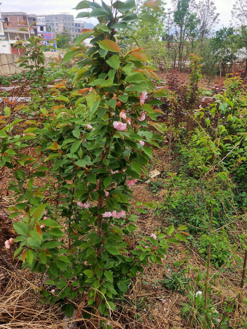 云南樱花苗日本樱花品种保证，成活率高