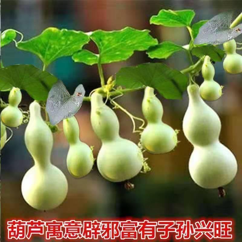 手捻葫芦种籽小葫芦种子迷你手捻瓢文玩葫芦种子葫芦苗秧种子