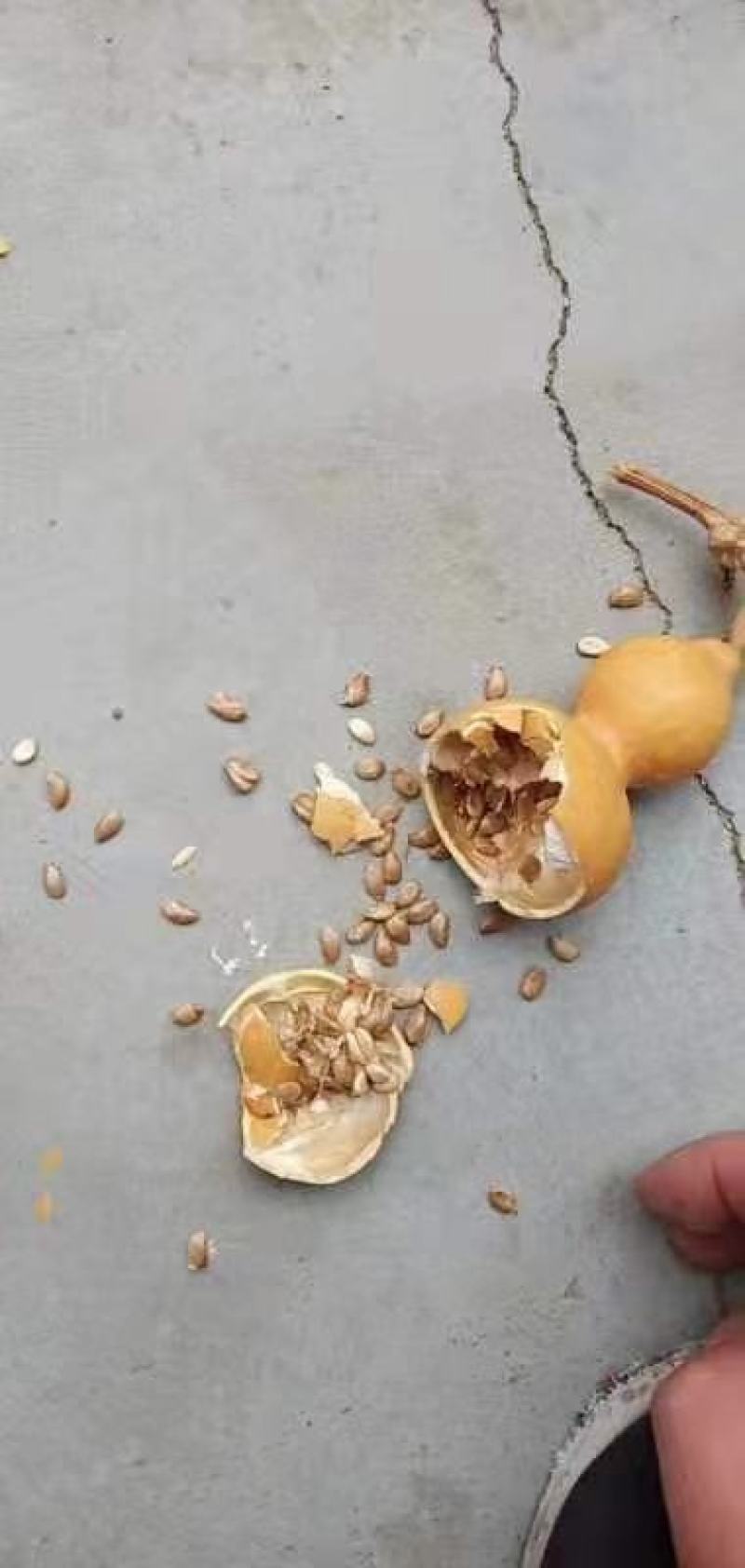 手捻葫芦种籽小葫芦种子迷你手捻瓢文玩葫芦种子葫芦苗秧种子