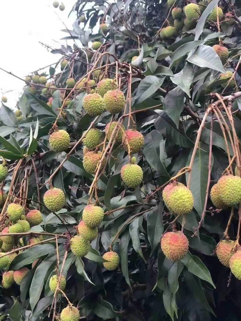 荔枝协会，三月红，妃子笑，白糖婴，桂味，糯米糍，白蜡等