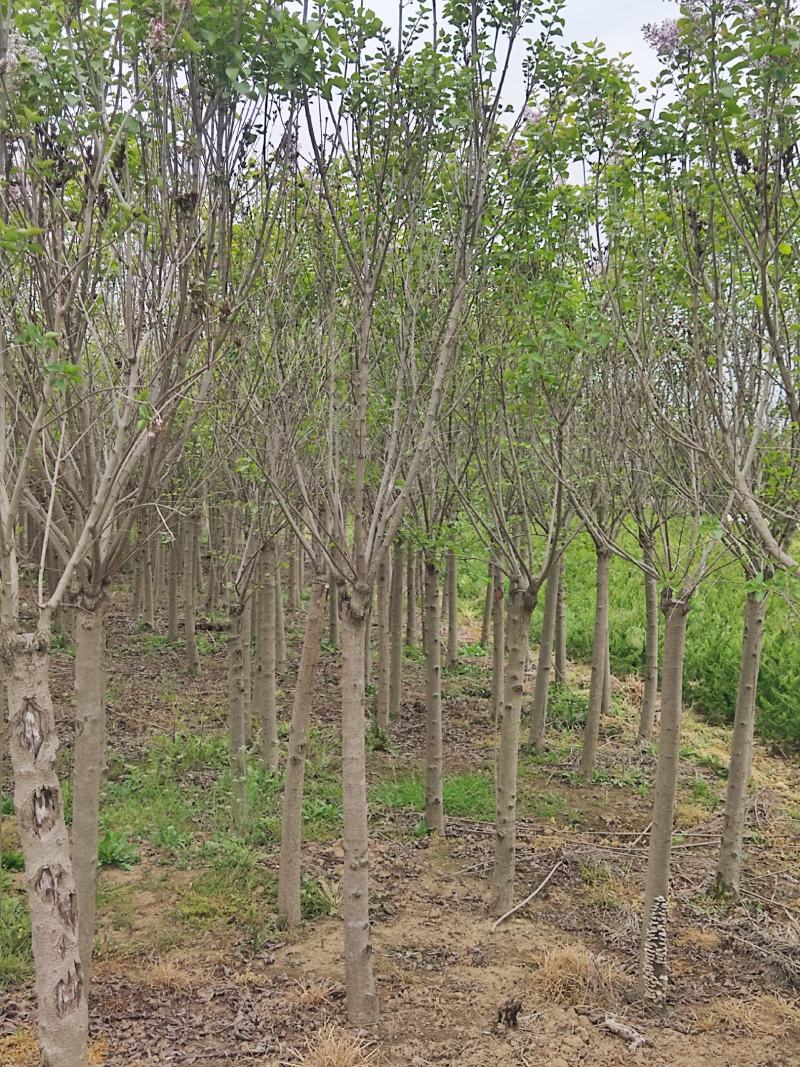 精丁香树紫丁香树苗嫁接紫丁香4-10公分丁香产地无中