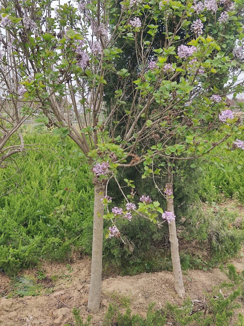 精丁香树紫丁香树苗嫁接紫丁香4-10公分丁香产地无中