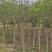 精丁香树紫丁香树苗嫁接紫丁香4-10公分丁香产地无中
