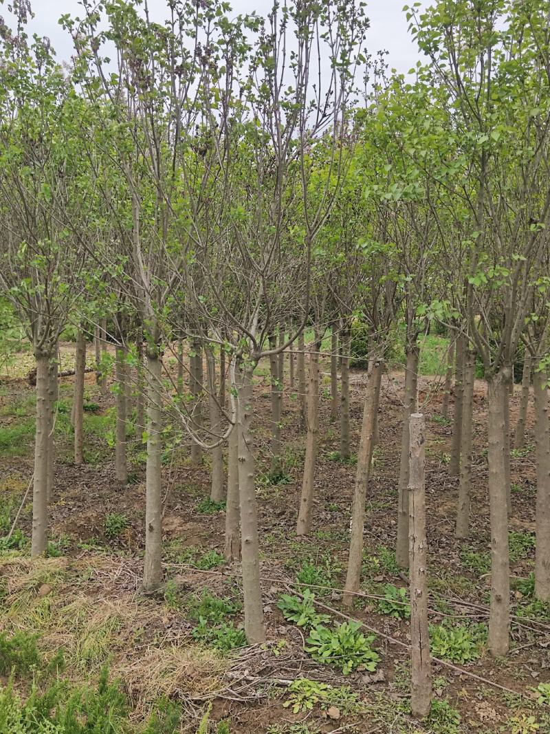 精丁香树紫丁香树苗嫁接紫丁香4-10公分丁香产地无中