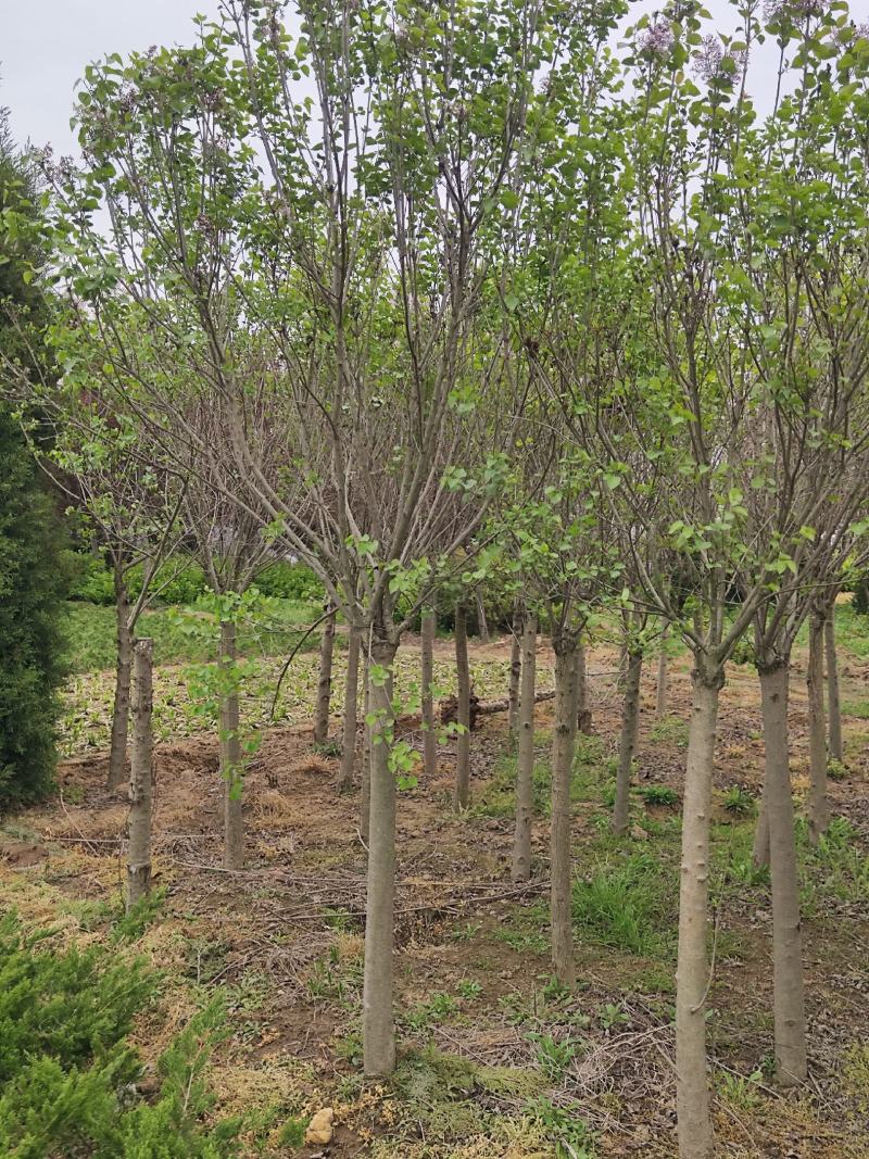 精丁香树紫丁香树苗嫁接紫丁香4-10公分丁香产地无中