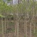 精丁香树紫丁香树苗嫁接紫丁香4-10公分丁香产地无中