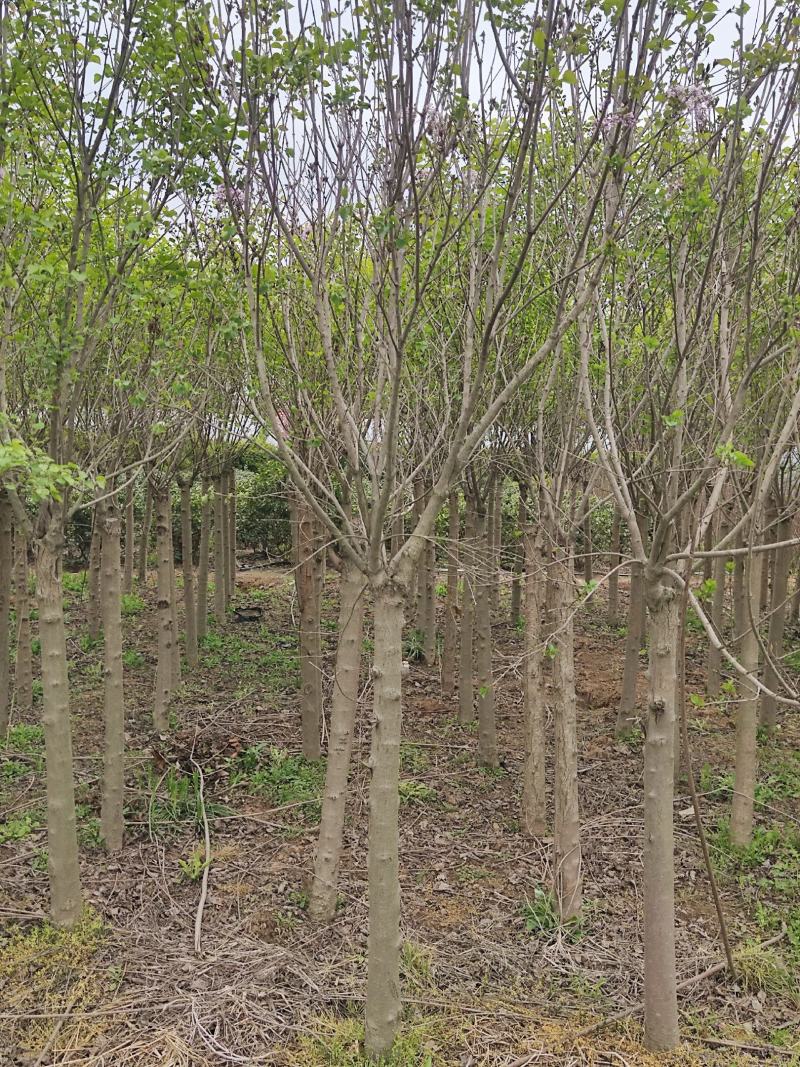 精丁香树紫丁香树苗嫁接紫丁香4-10公分丁香产地无中
