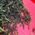 鸭屎香单枞茶潮州凤凰单枞茶高山单丛茶1斤生茶单枞鸭屎香茶