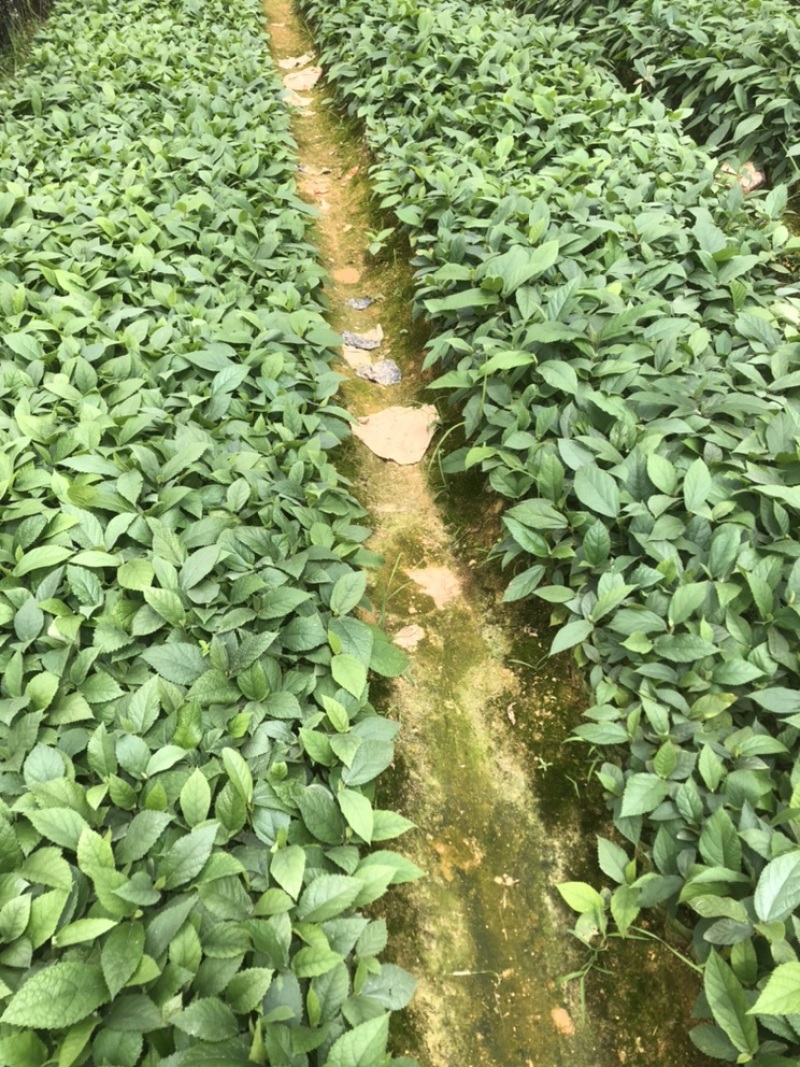 【优质】五指毛桃苗种苗杯苗基地直发量大从优