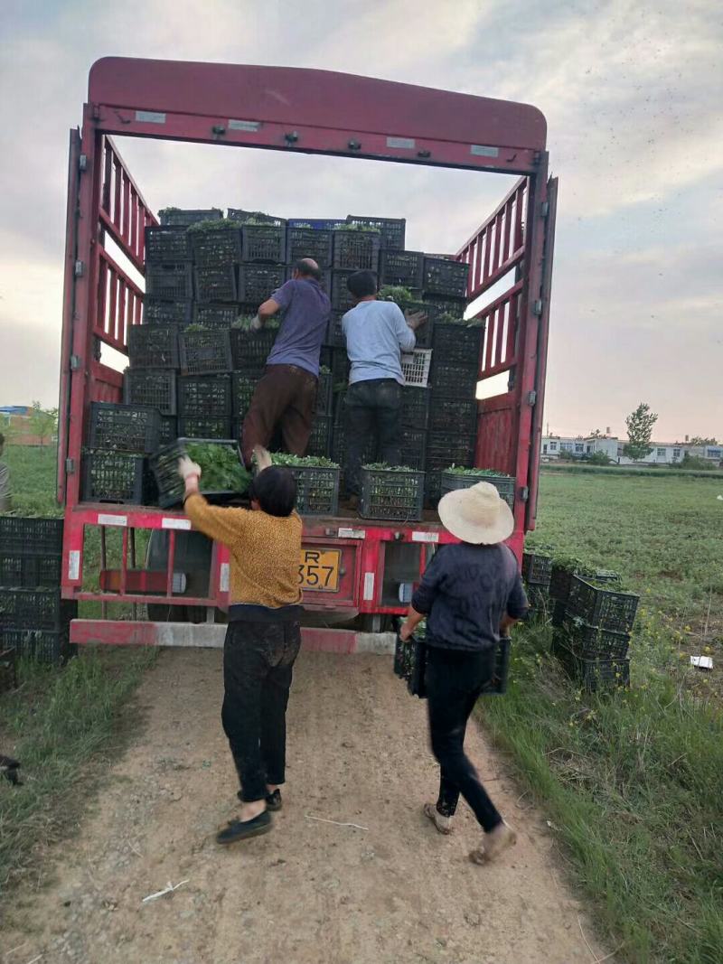 艾苗大叶艾蕲艾大叶艾基地直供一站式装车发货