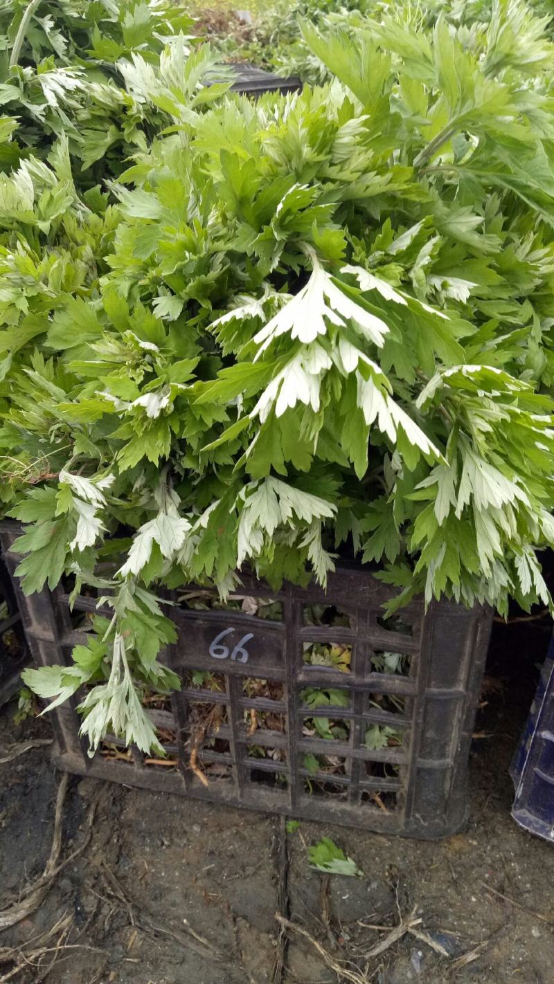 艾苗大叶艾蕲艾大叶艾基地直供一站式装车发货
