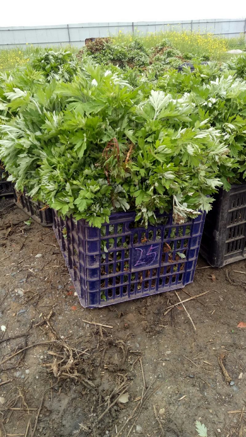 艾苗大叶艾蕲艾大叶艾基地直供一站式装车发货
