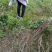 艾苗大叶艾蕲艾大叶艾基地直供一站式装车发货
