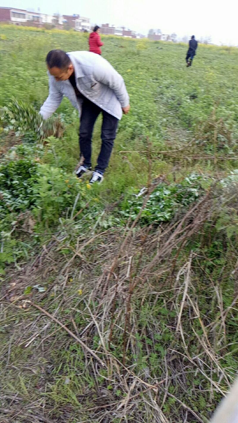 艾苗大叶艾蕲艾大叶艾基地直供一站式装车发货