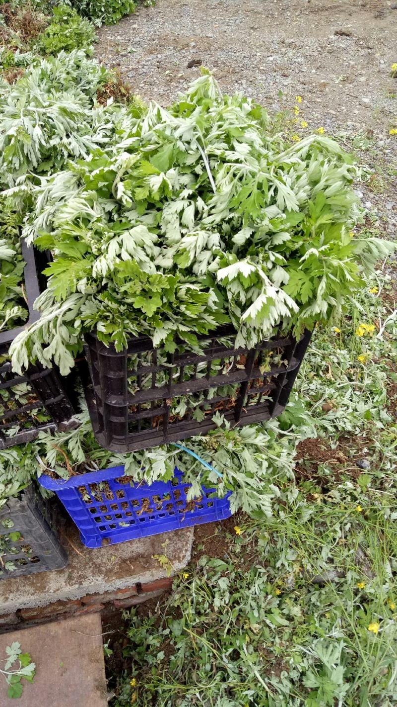 艾苗大叶艾蕲艾大叶艾基地直供一站式装车发货
