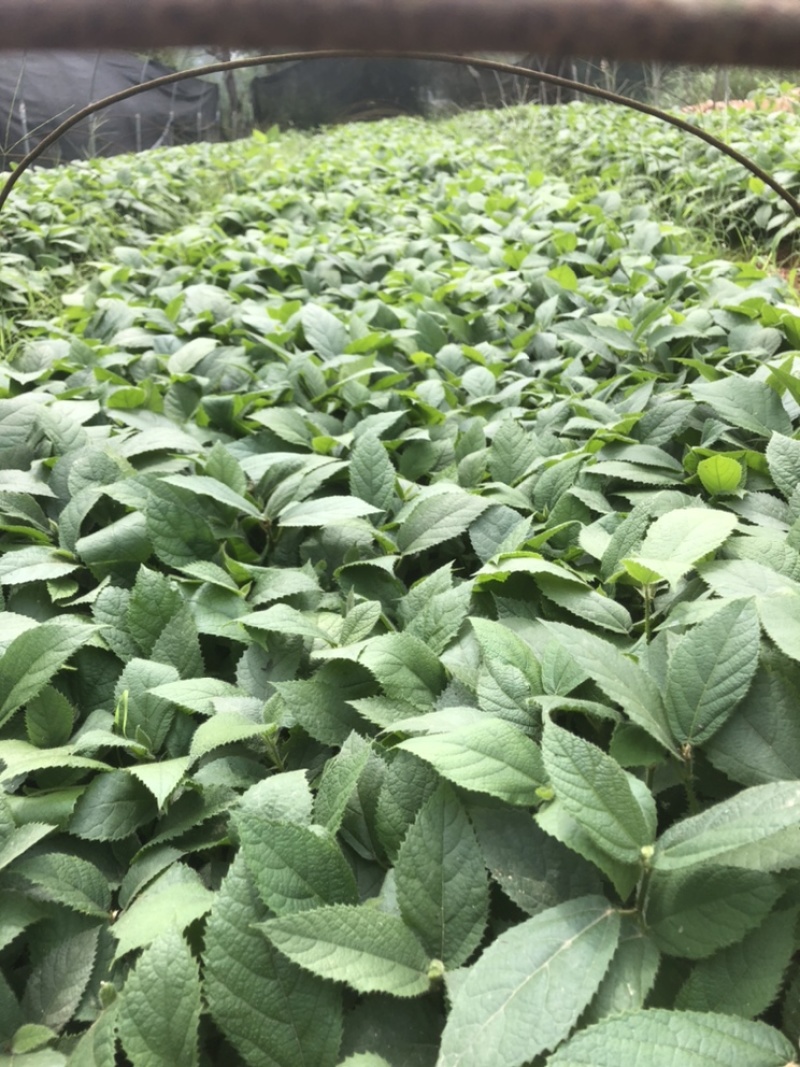 优质五指毛桃苗，苗圃基地直销价格优惠大量现苗