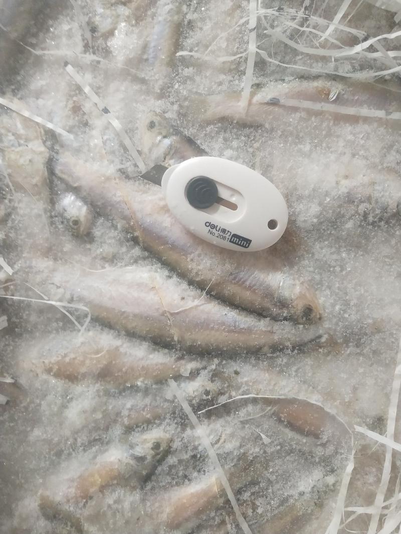 毛片鱼饲料鱼船冻陆冻水产养殖饲料螃蟹养殖