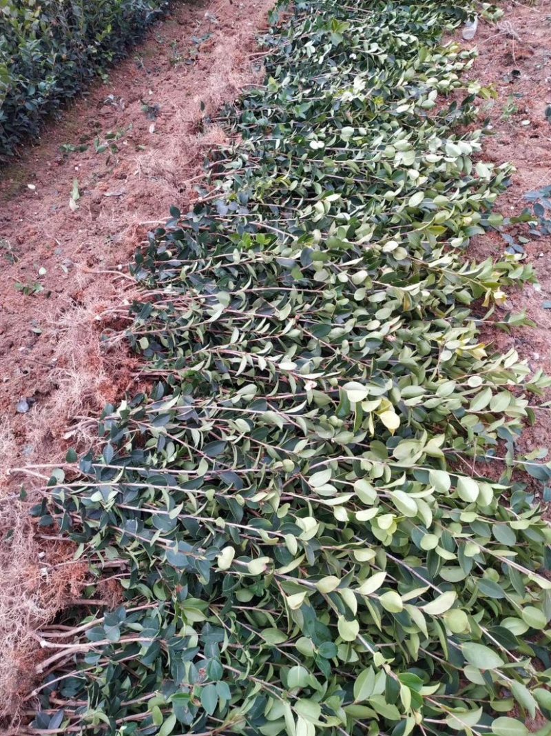 （包邮）基地直发高产嫁接油茶苗长林系列品种齐全质量保证