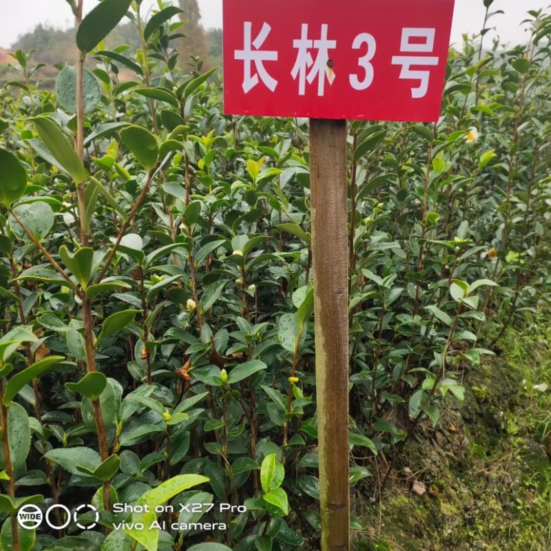 （包邮）高产嫁接油茶杯苗基地直发质量保证品种齐全
