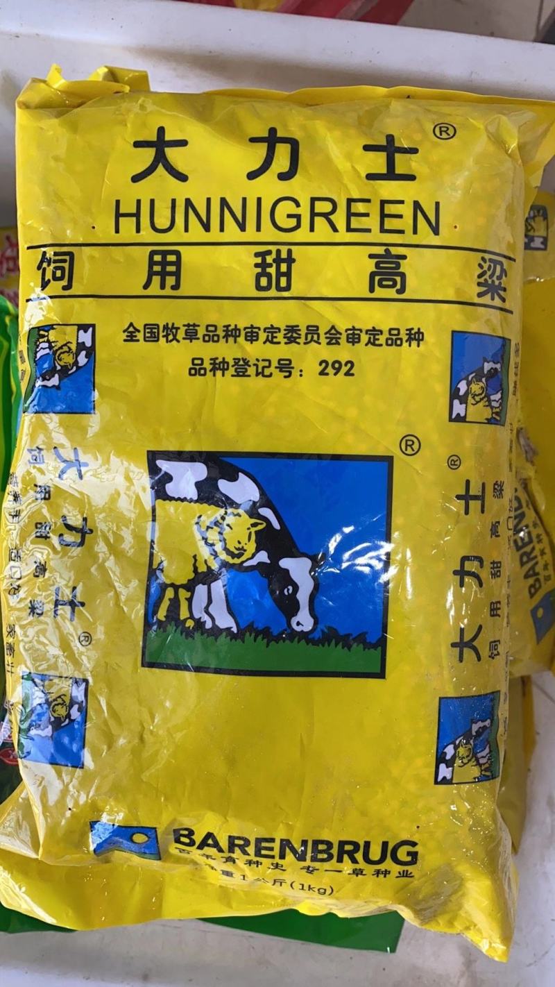 甜高粱种子大力士甜高粱种子多进口牧草种子饲用甜高粱种子